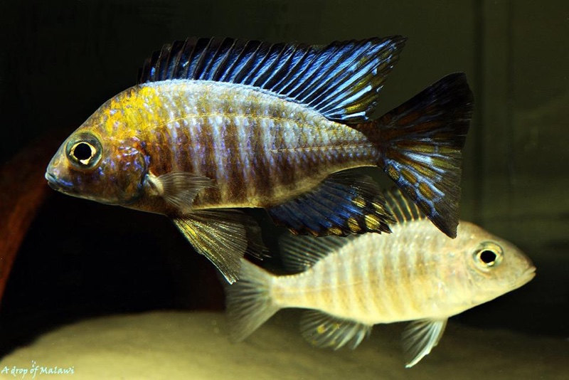 Aulonocara ethelwynnae